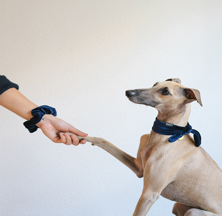 petcare